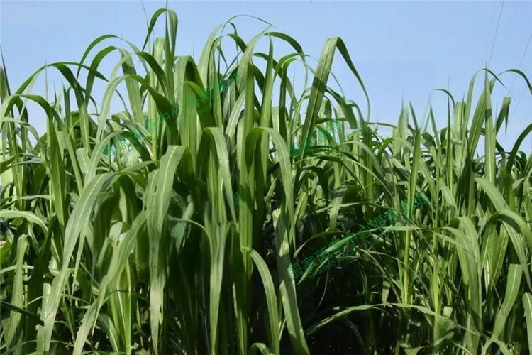 以草代木、天然抗菌、可自然降解，新鄉(xiāng)化纖開創(chuàng)新的“傳奇”——菌草纖維 